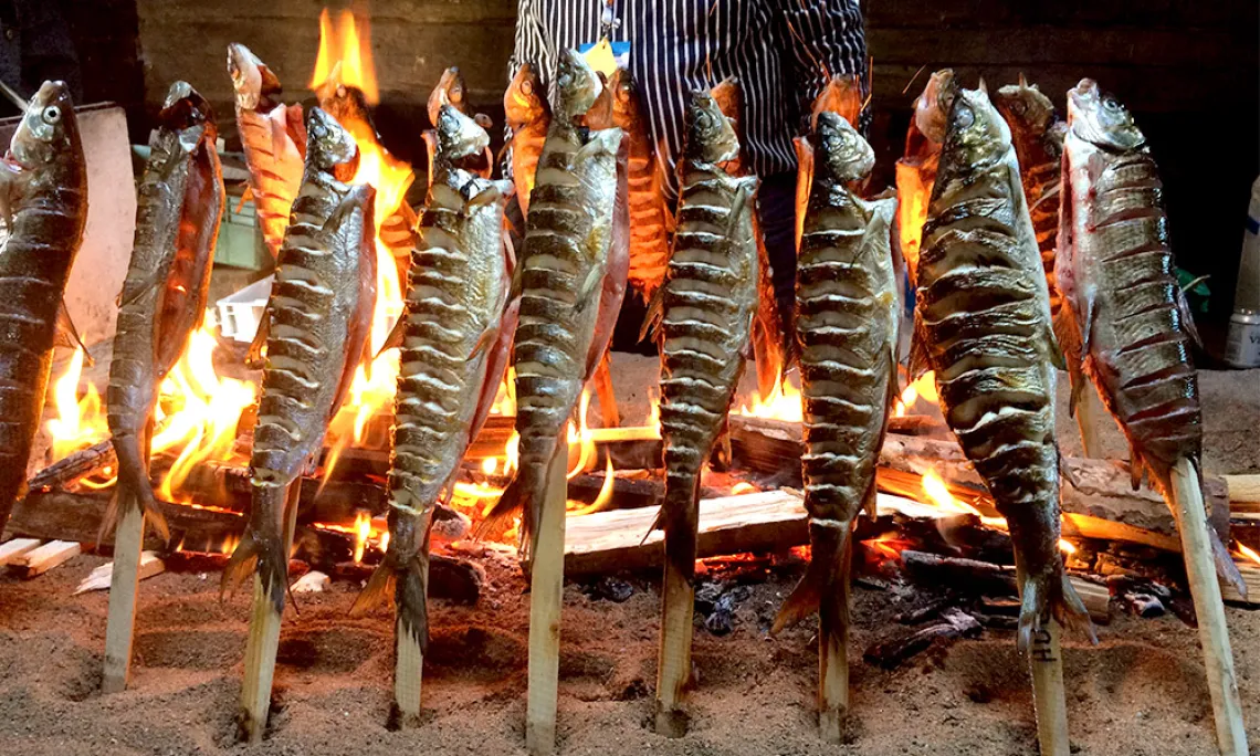 Indigenous Foods Knowledges Network at the Festival of Northern Fishing Traditions in Finland